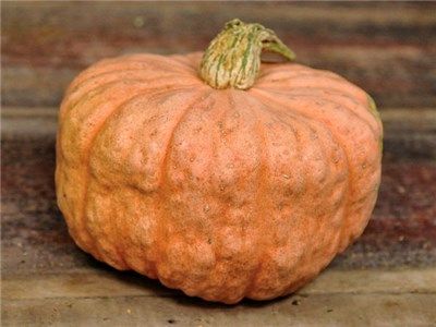 Image of Australian Butter Squash