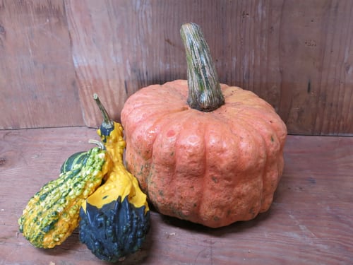 Image of Australian Butter Squash