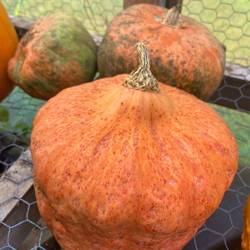 Image of Australian Butter Squash