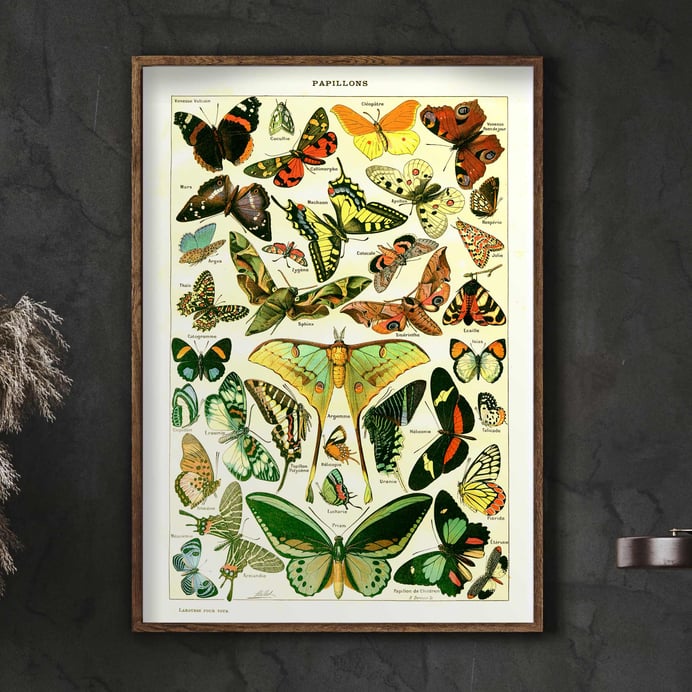 Botanical Art Prints | The Vintage Poster Shop