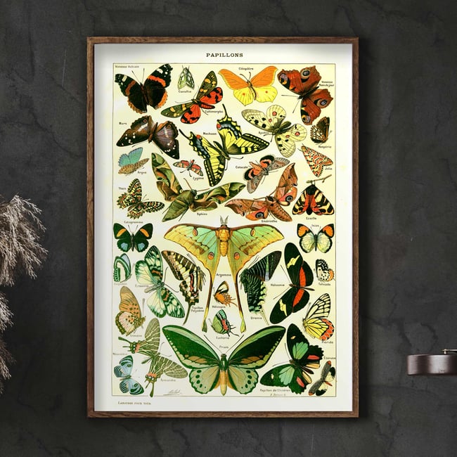 Papillons | Adolphe Millot | Retro Botanical Print | Vintage Poster | Wall art Print