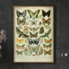 Papillons B | Adolphe Millot | Retro Botanical Print | Vintage Poster | Wall art Print