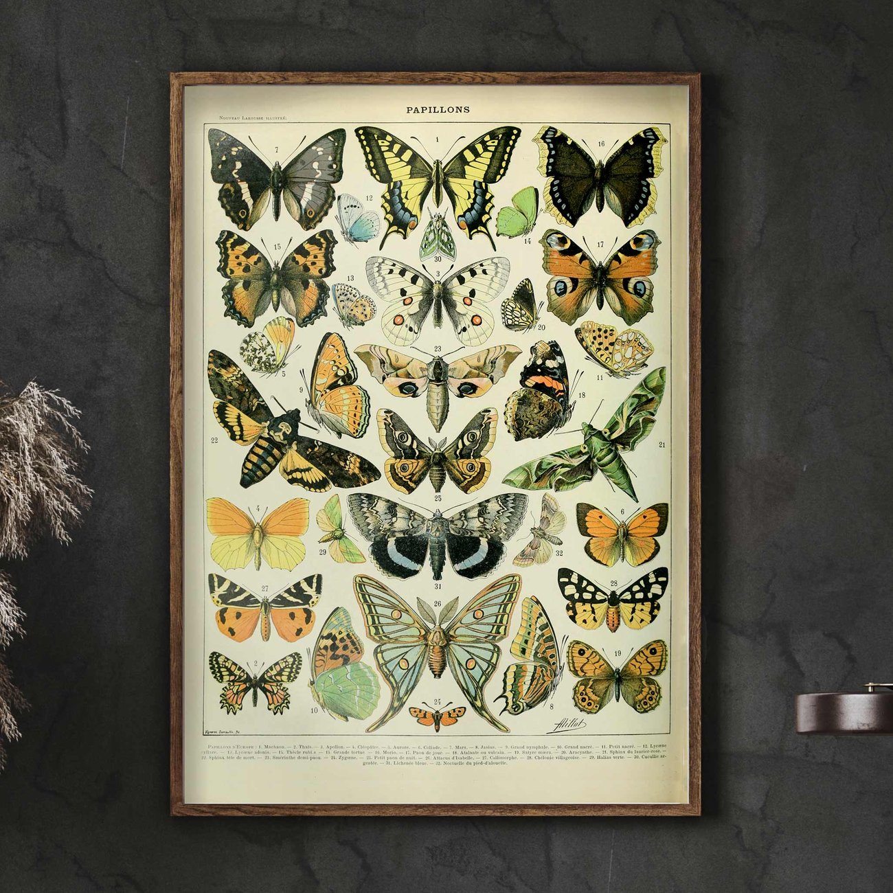 Papillons B | Adolphe Millot | Retro Botanical Print | Vintage Poster ...