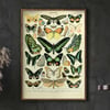  Papillons C | Adolphe Millot | Retro Botanical Print | Vintage Poster | Wall art Print