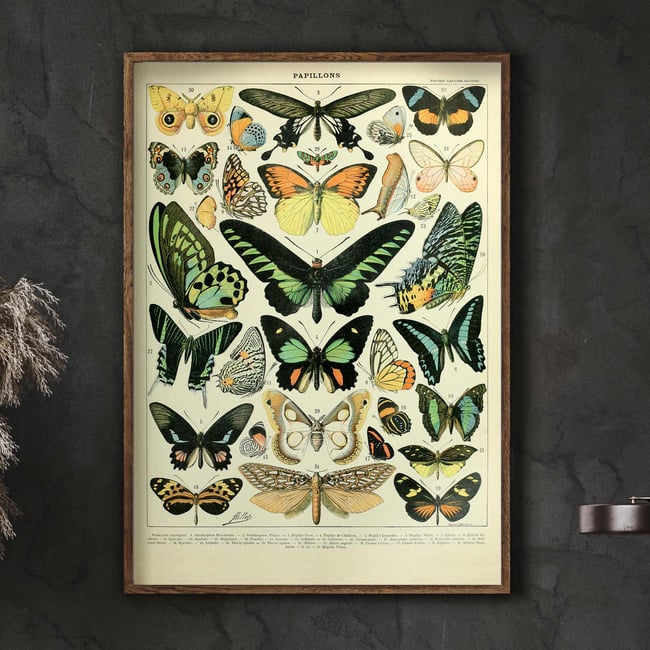  Papillons C | Adolphe Millot | Retro Botanical Print | Vintage Poster | Wall art Print