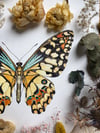 PAPILIO DEMOLEUS