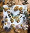 PAPILIO DEMOLEUS