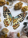 PAPILIO DEMOLEUS
