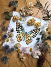 PAPILIO DEMOLEUS