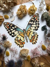 PAPILIO DEMOLEUS