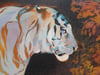 A2 Tiger in The Bear Rainforest  Screenprint