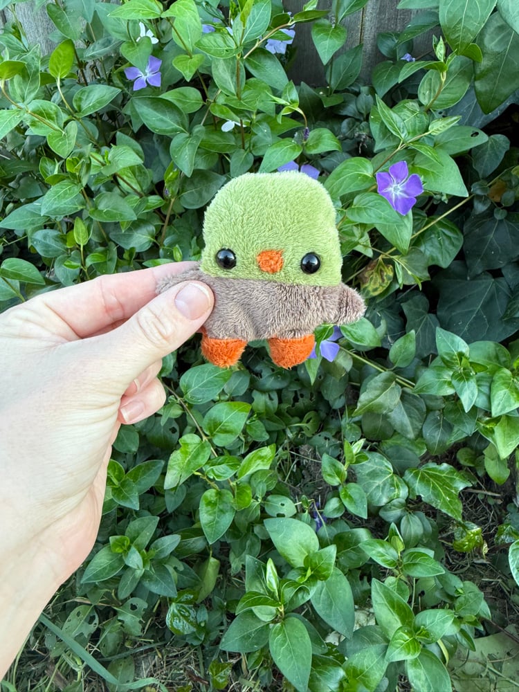 Image of baby duck