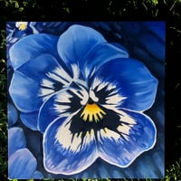 Blue Pansy