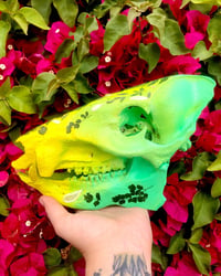 Image 4 of Javelina Skull - Garden