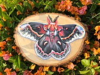 Cecropia Moth