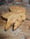 Image of Small Wood Sprite