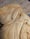 Image of Small Wood Sprite