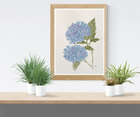 Image 1 of Hydrangea in Blue- original artwork 