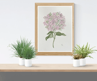 Image 2 of Antique Hydrangea- original artwork 