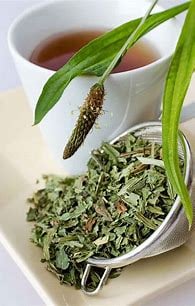 PLANTA-SOLE! Leaky Gut-Smoking-Toner-Bleeding-Skin Conditions-Respiratory-Autoimmune-Mosquitoes