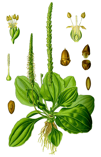 PLANTA-SOLE! Leaky Gut-Smoking-Toner-Bleeding-Skin Conditions-Respiratory-Autoimmune-Mosquitoes