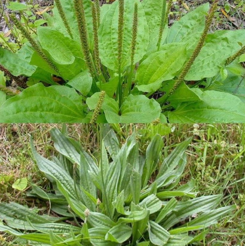 PLANTA-SOLE! Leaky Gut-Smoking-Toner-Bleeding-Skin Conditions-Respiratory-Autoimmune-Mosquitoes