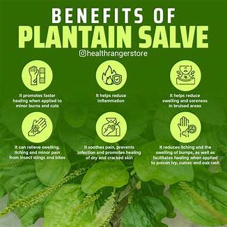 PLANTA-SOLE! Leaky Gut-Smoking-Toner-Bleeding-Skin Conditions-Respiratory-Autoimmune-Mosquitoes
