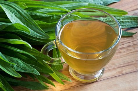 PLANTA-SOLE! Leaky Gut-Smoking-Toner-Bleeding-Skin Conditions-Respiratory-Autoimmune-Mosquitoes