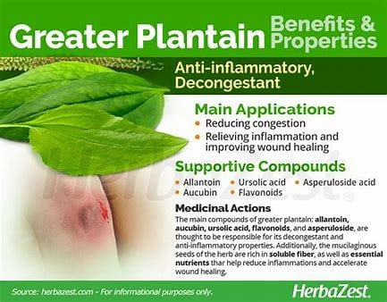 PLANTA-SOLE! Leaky Gut-Smoking-Toner-Bleeding-Skin Conditions-Respiratory-Autoimmune-Mosquitoes