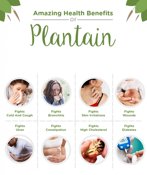 PLANTA-SOLE! Leaky Gut-Smoking-Toner-Bleeding-Skin Conditions-Respiratory-Autoimmune-Mosquitoes
