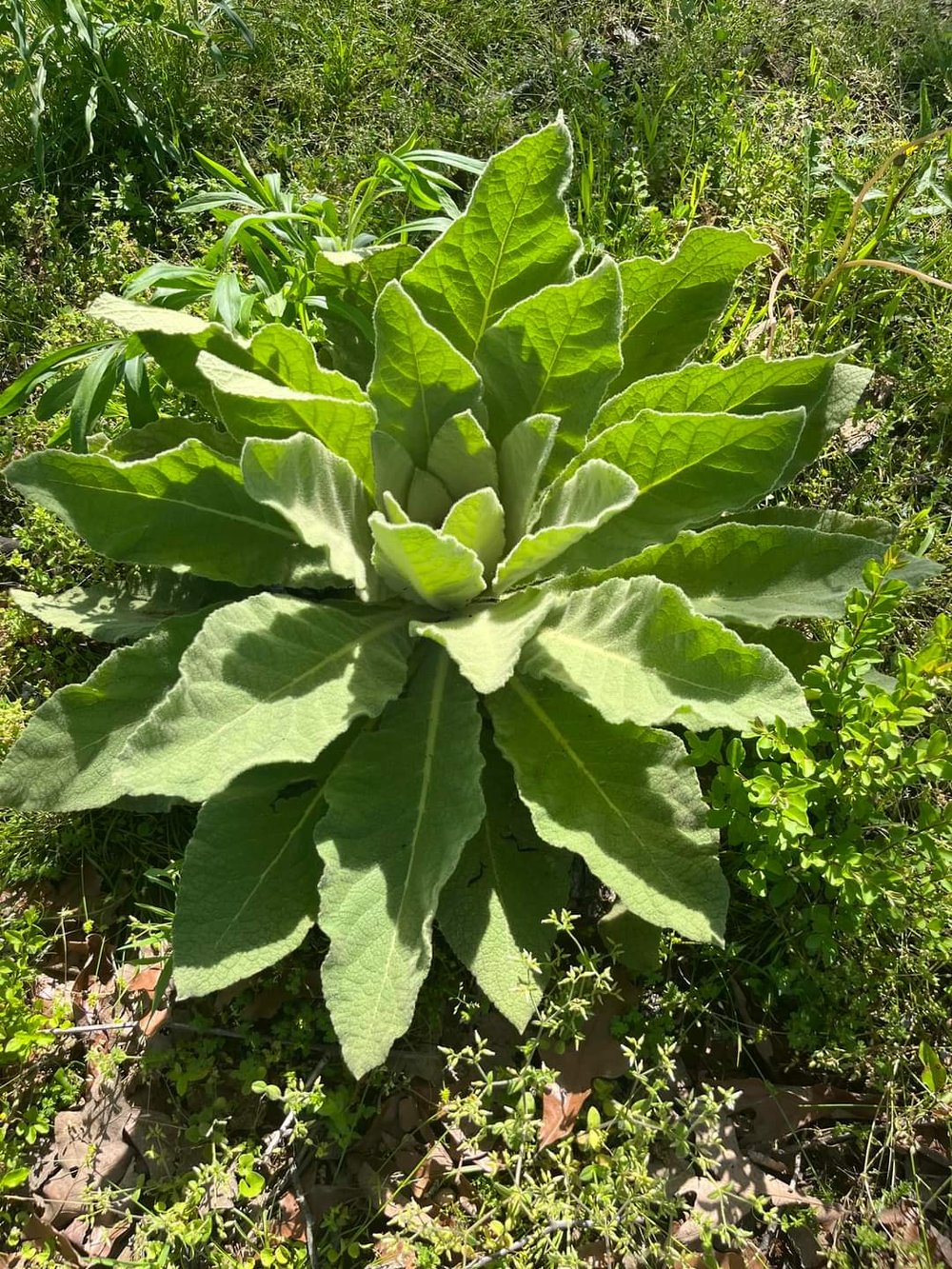 MULLE-IN It Over! Mullein Bush Leaf Tea For Respiratory-Breathing-Lung-Fever-Cough Support