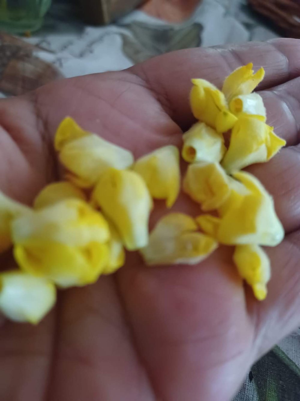 MULLE-IN It Over! Mullein Bush Leaf Tea For Respiratory-Breathing-Lung-Fever-Cough Support