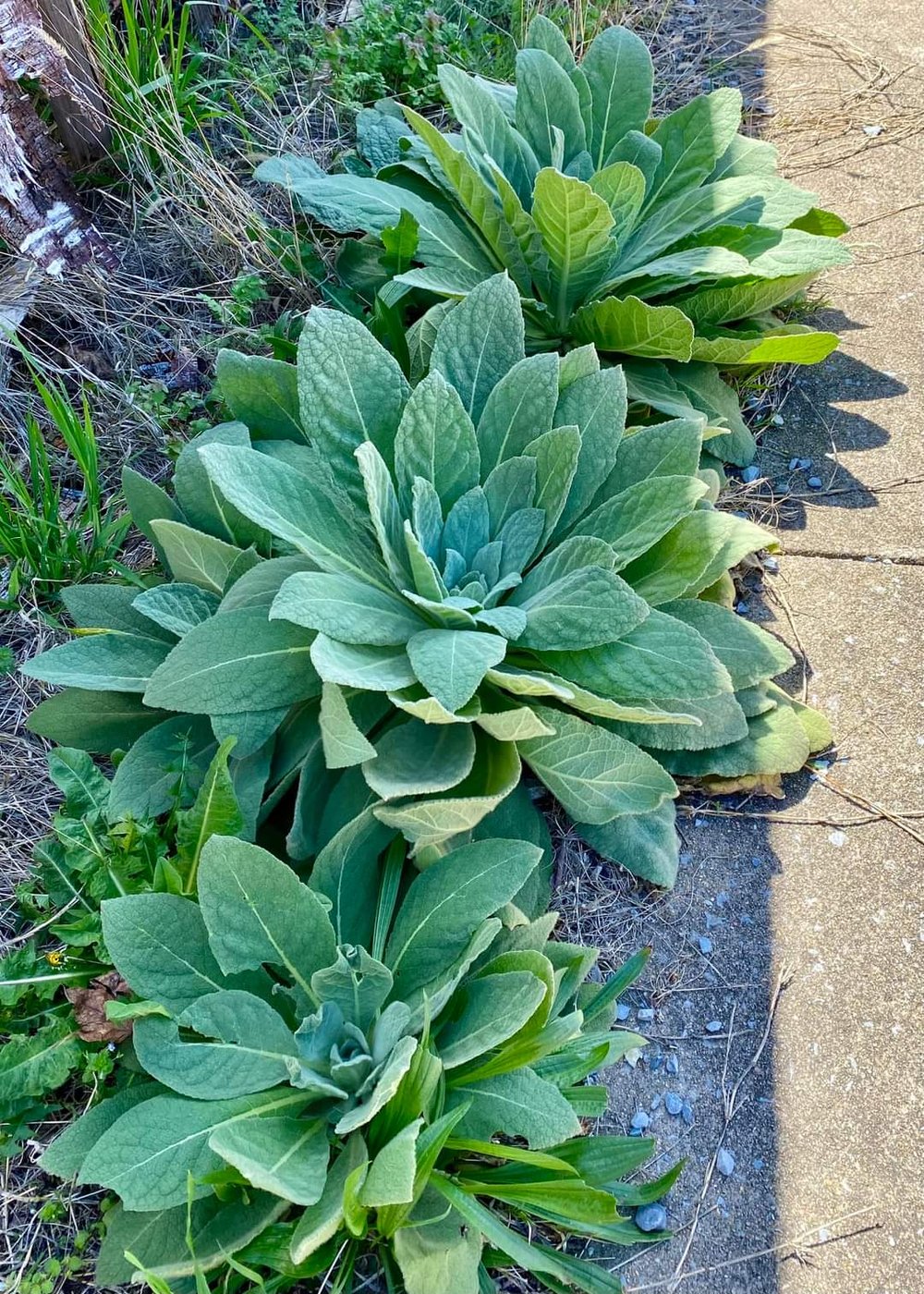 MULLE-IN It Over! Mullein Bush Leaf Tea For Respiratory-Breathing-Lung-Fever-Cough Support