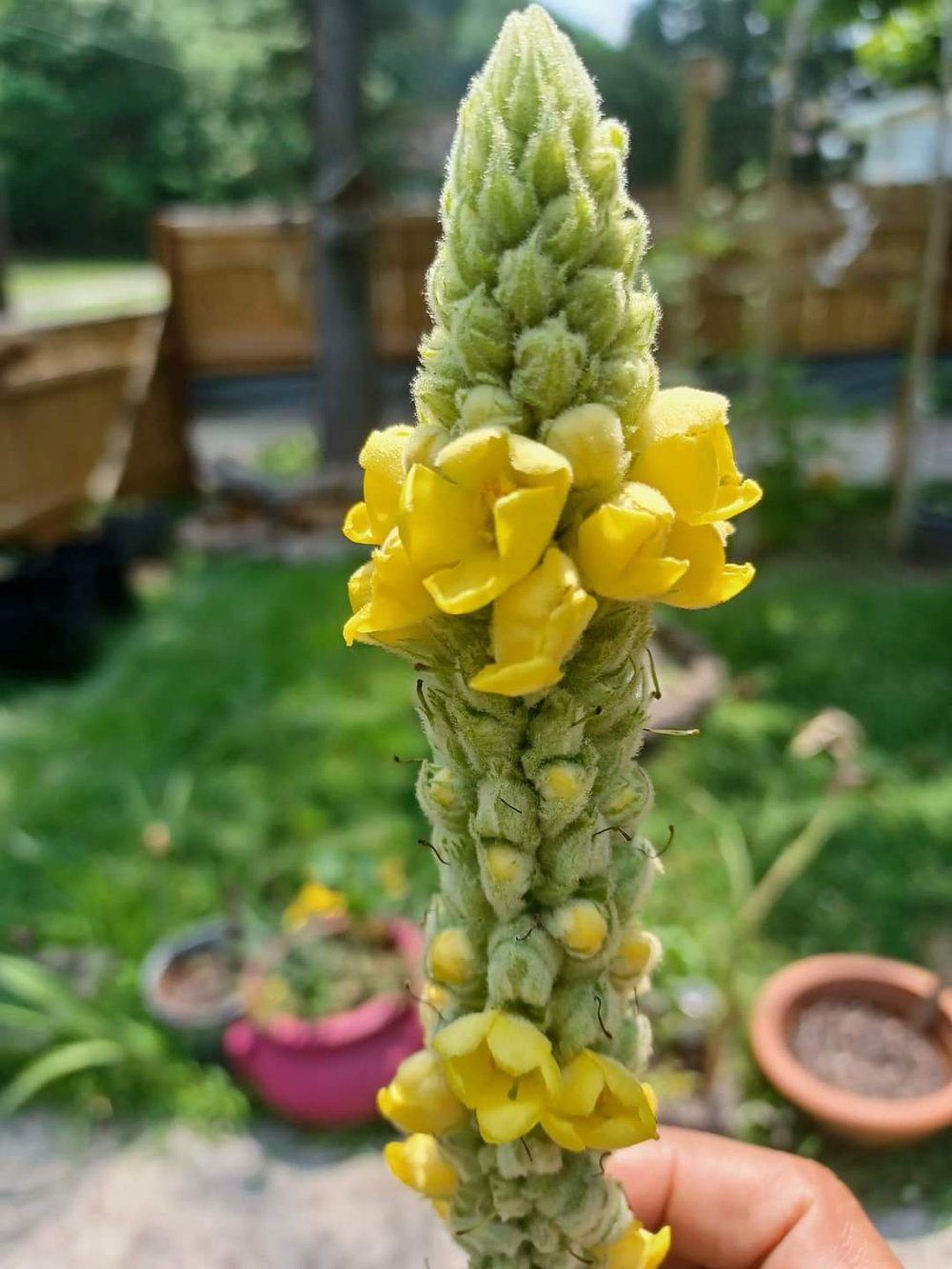 MULLE-IN It Over! Mullein Bush Leaf Tea For Respiratory-Breathing-Lung-Fever-Cough Support