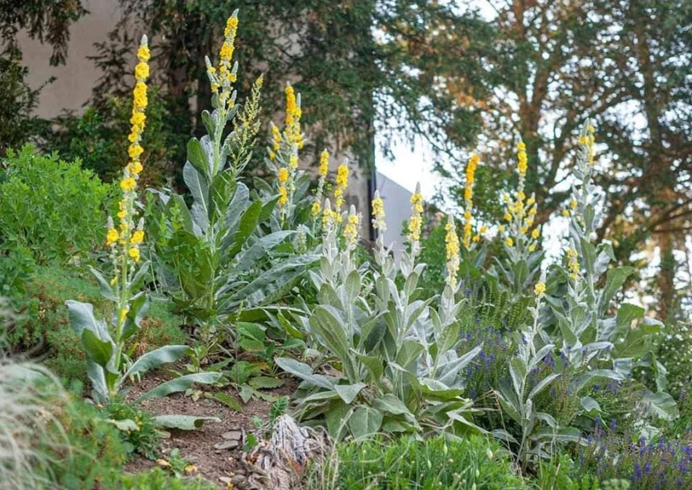 MULLE-IN It Over! Mullein Bush Leaf Tea For Respiratory-Breathing-Lung-Fever-Cough Support