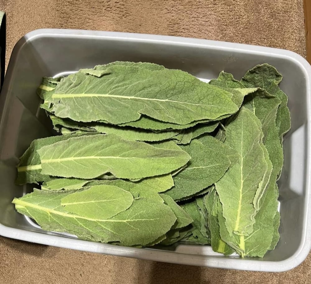 MULLE-IN It Over! Mullein Bush Leaf Tea For Respiratory-Breathing-Lung-Fever-Cough Support