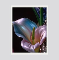 Carlijn Jacobs - Flower  *Print* 