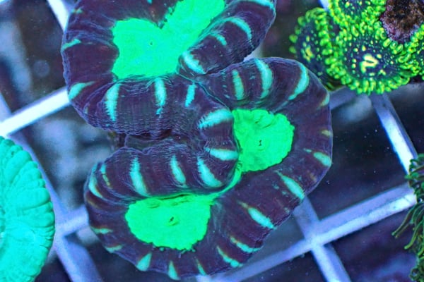 Image of Fiji Candy Cane 2p