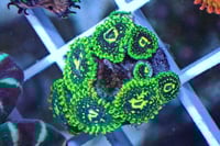 Exosphere Zoa 3 polyps