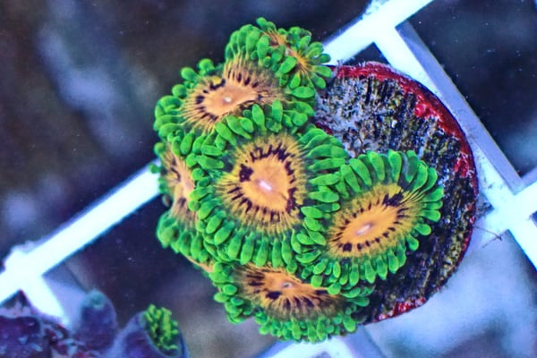 Image of Marvin the Martian Zoas wysiwyg
