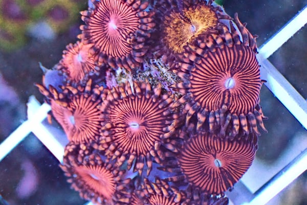 Image of SF Cherry Blossoms 3 polyps