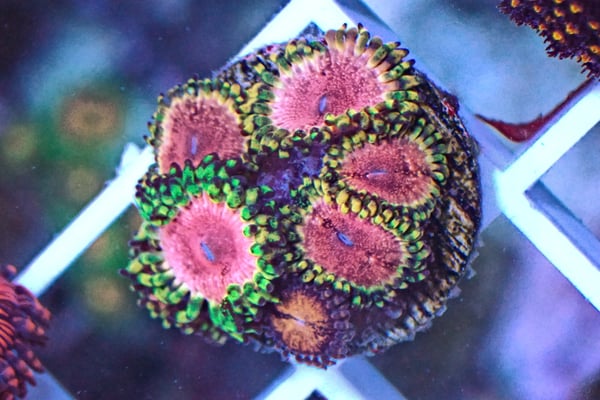 Image of Strawberry Wine Zoa 3 polyps