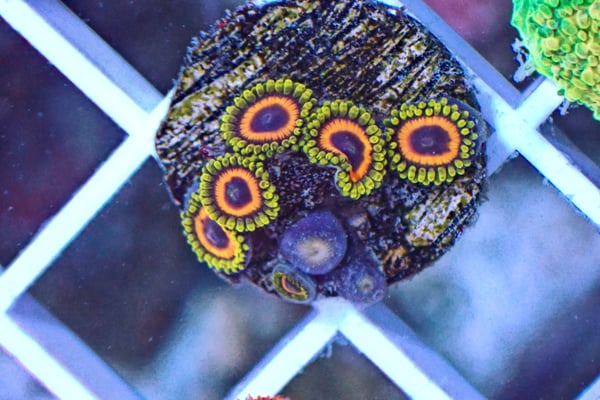 Image of Jungle Juice Zoa wysiwyg