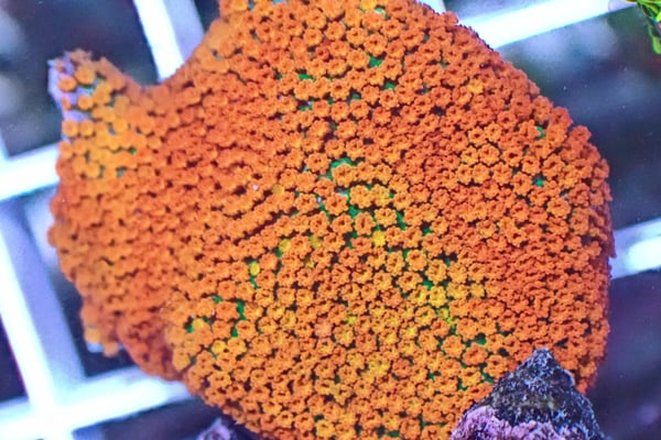 Image of Rainbow Montipora