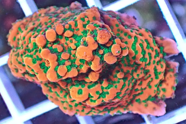 Image of WWC Cherry Tree Montipora wysiwyg