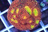 Watermelon Chalice 3 eyes