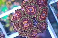 JF Ass Krak Zoas 3 polyps
