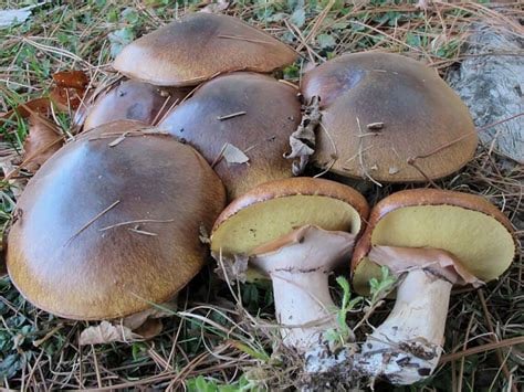 FORAGED FUNGUS Wild Seasonal Dehydrated Mushrooms (1 oz.)-Lions' Mane-Lobster-Matsutake-Maitake-Etc.