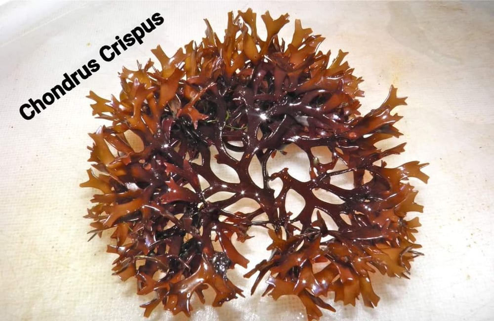 TRUE Cold Water CHONDRUS CRISPUS Whole Leaf Irish Sea Moss. Detoxer-Erectile Dysfunction-Pathogens