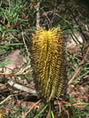 Banksia spinulosa var. cunninghamii - Hairpin Banksia